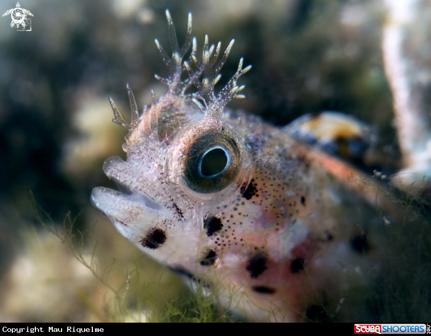 A Female Roughead Blenny