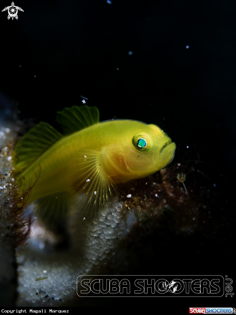 A Yellow pygmy Goby 