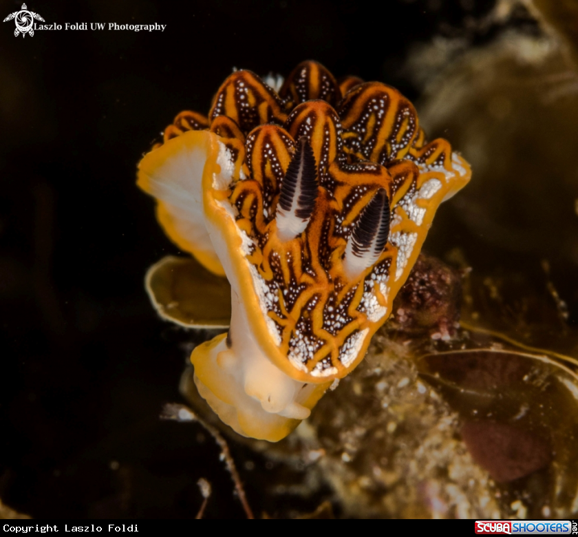 A Nudibranch