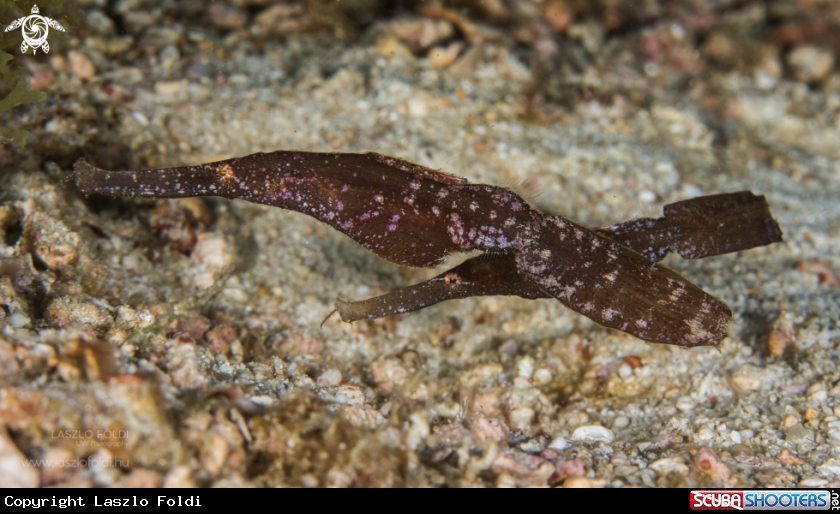 A Robust ghost pipefish