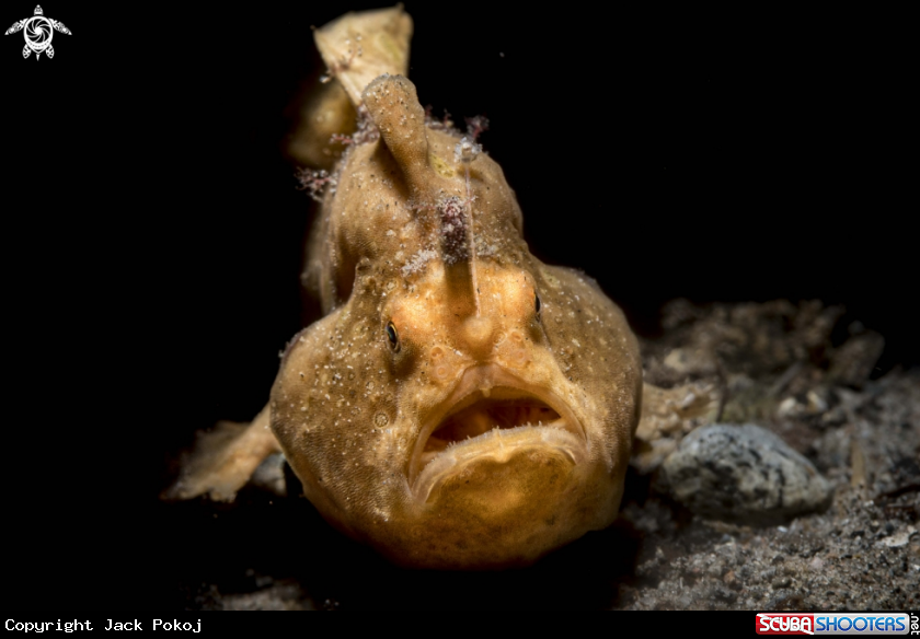 A Painted frogfish