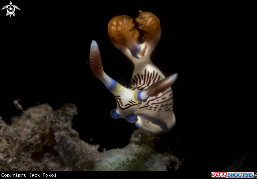 A Nembrotha lineolata