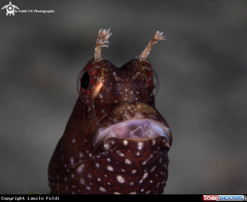 A Blenny