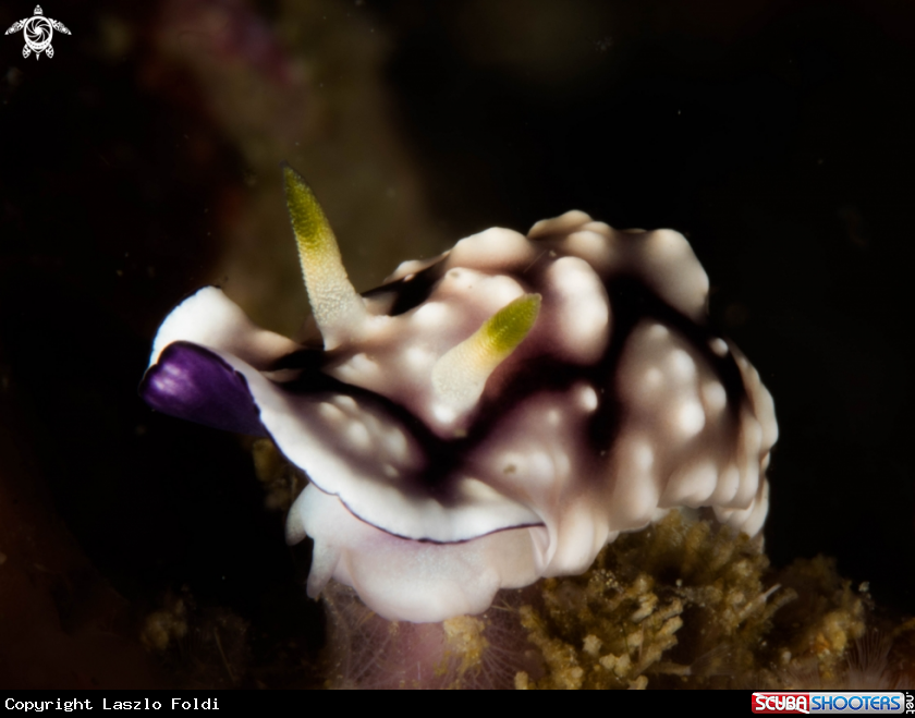 A Nudibranch
