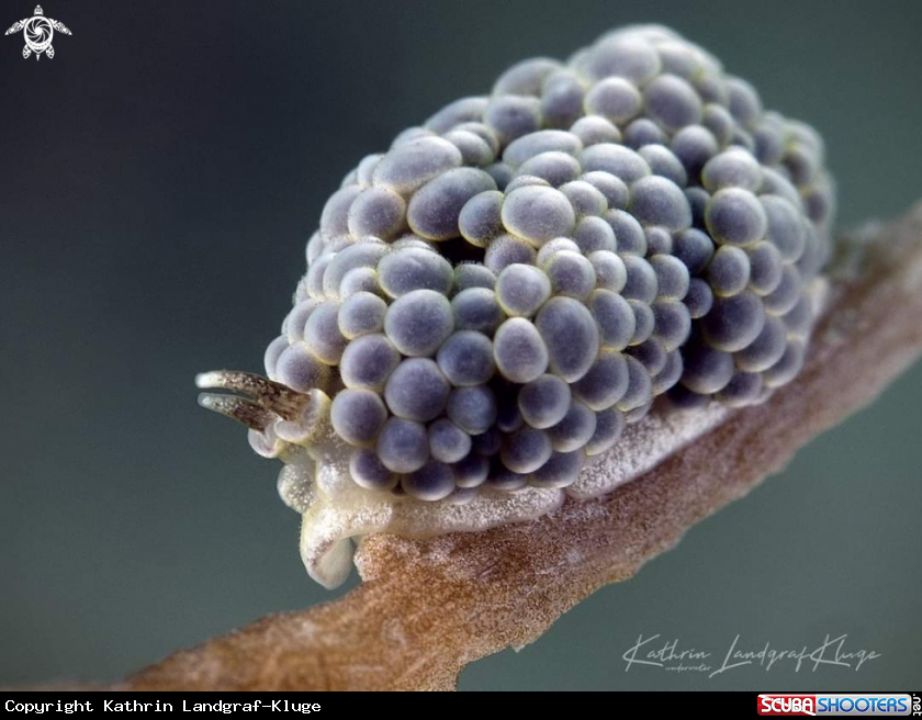 A Doto nudibranch 