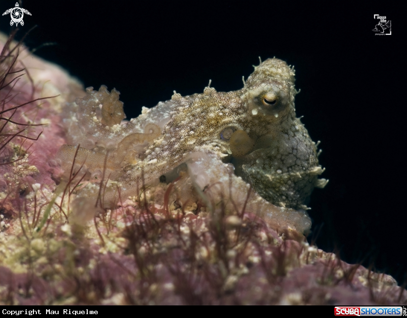 A Caribbean Two Spot Octopus 