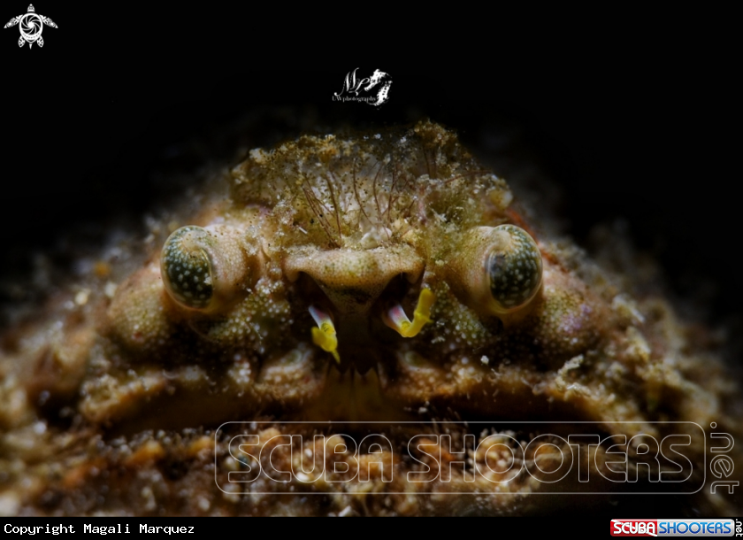 A rough box crab or lumpy box crab