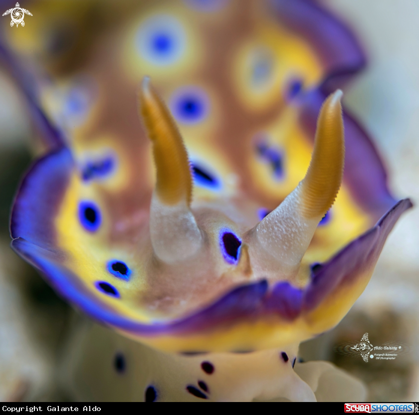A Goniobranchus Nudibranch