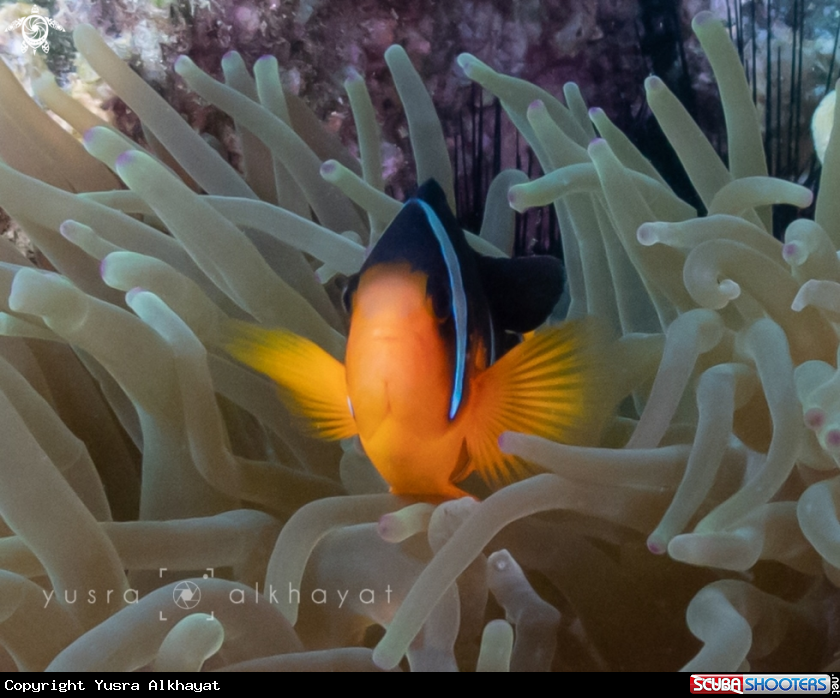A Clown Fish