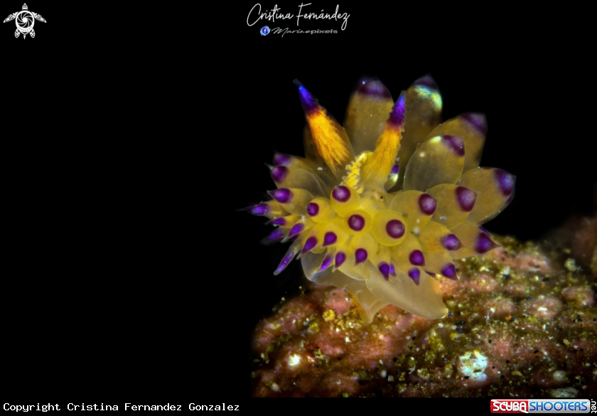 A Nudibranch