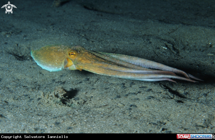 A underwater creature