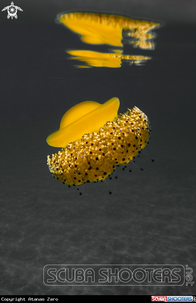 A Fried Egg Jelly Fish