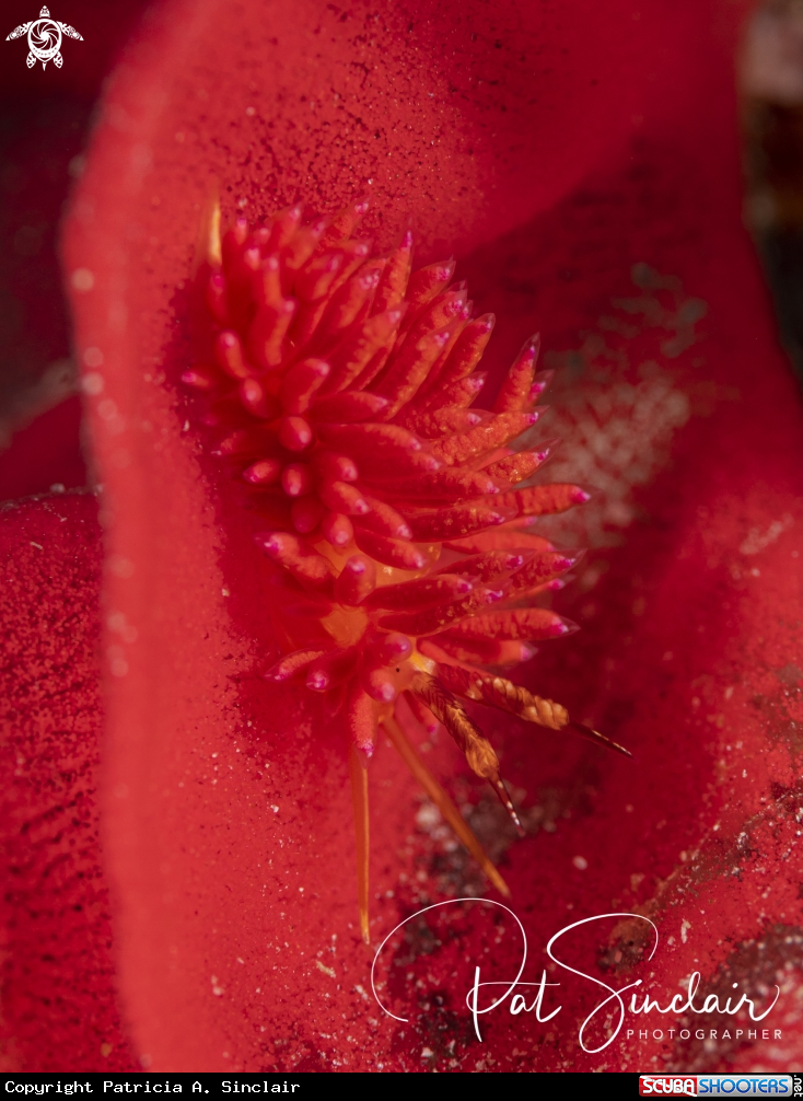 A nudibranch