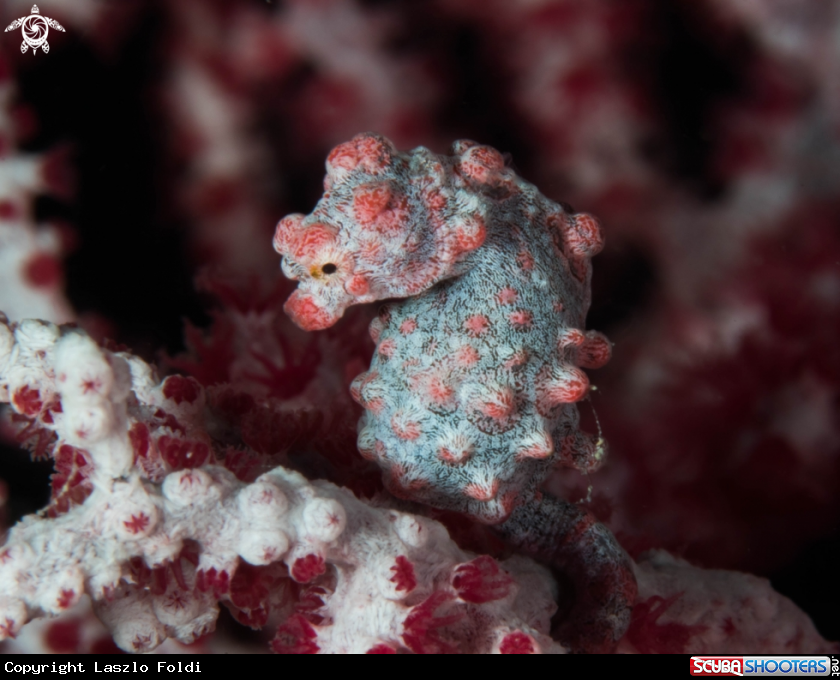 A Pygmy Seahorse