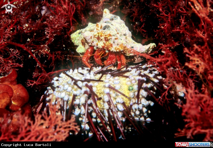 A hermit crab