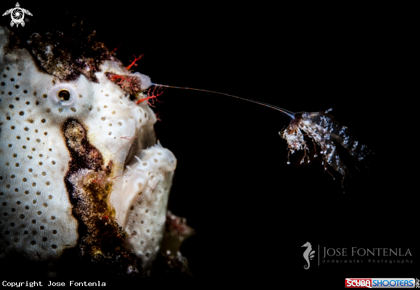 A Warty frogfish