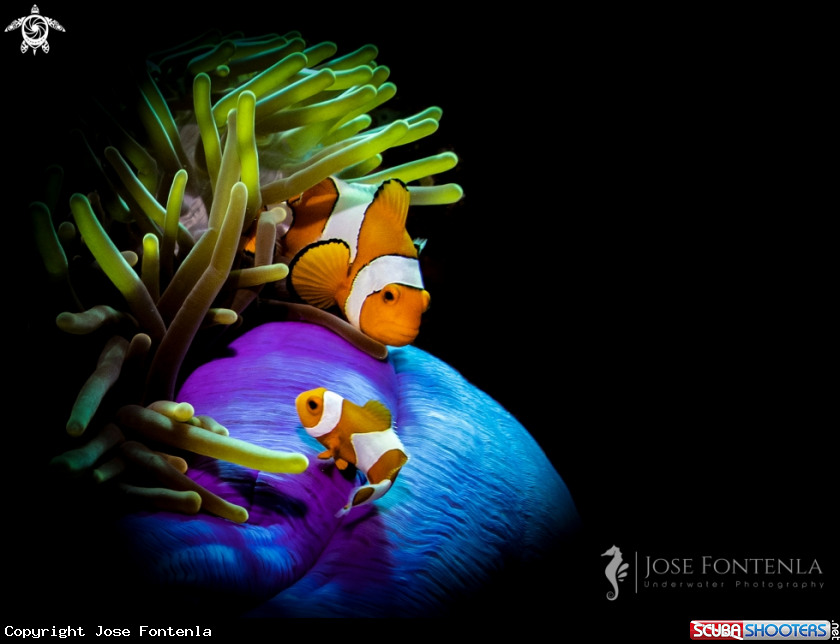 A Ocellaris clownfish