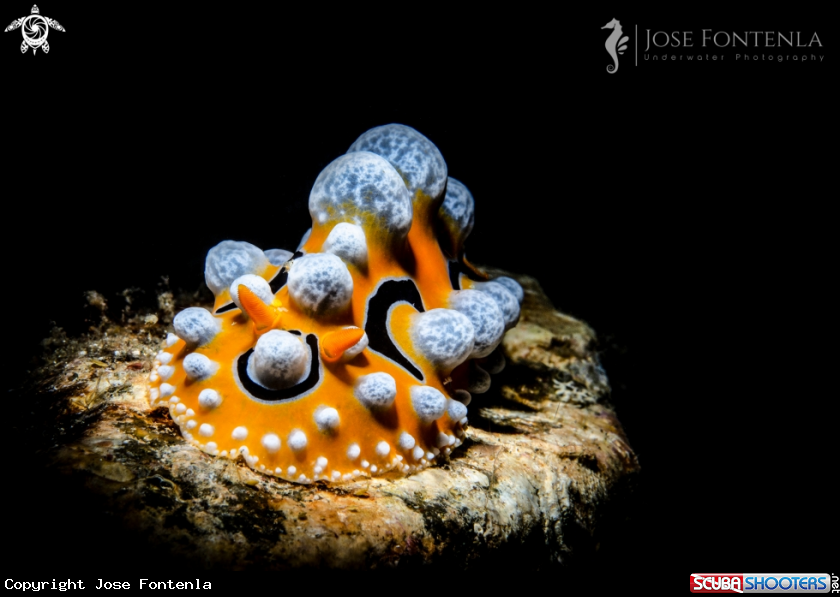 A Ocellated Phyllidia 