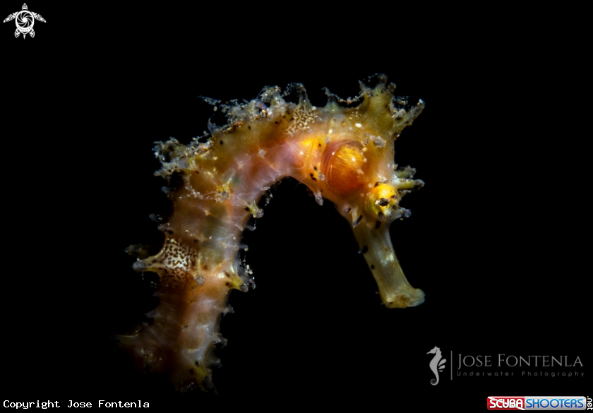 A Spiny seahorse
