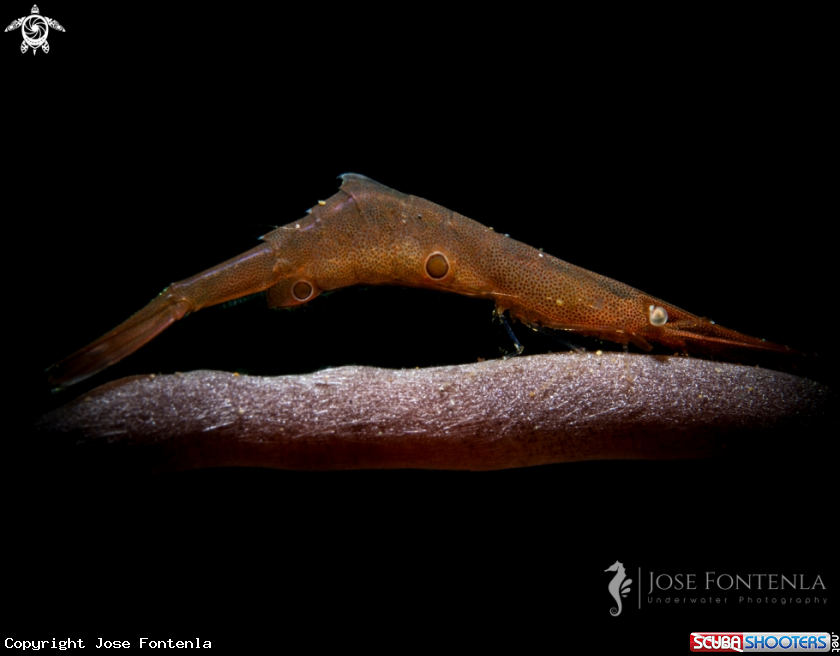 A Ocellated Tozeuma shrimp