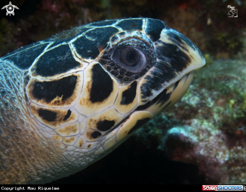 A Hawsbill Turtle