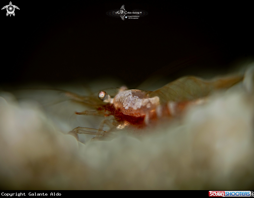 A Shrimp