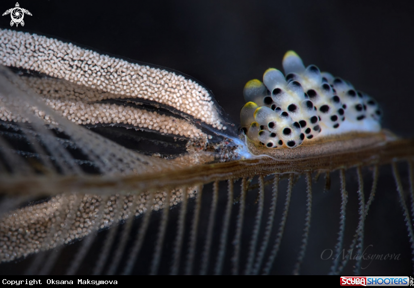 A Process of laying eggs of Black-Spotted Doto