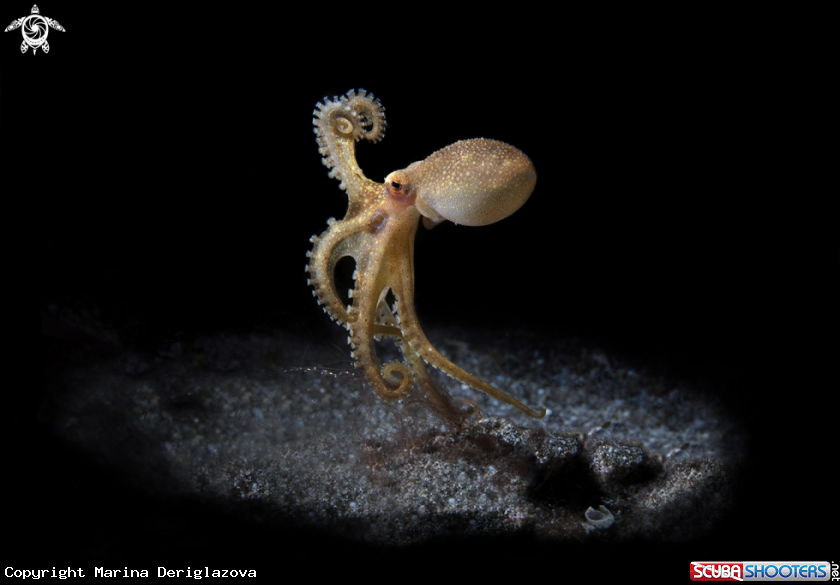 A Amphioctopus siamensis