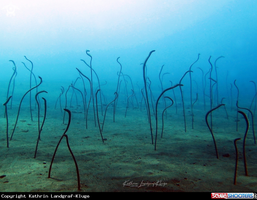 A Garden eels