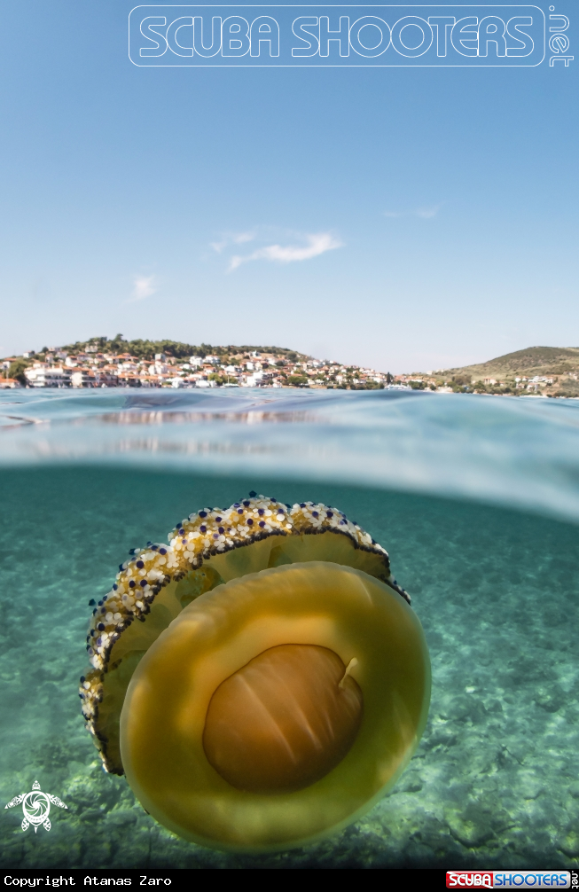A Fried Egg Jelly Fish