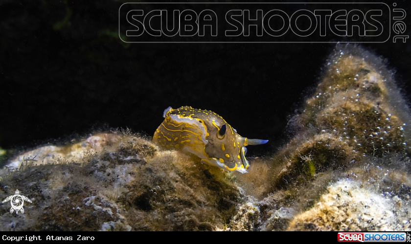A Nudibranch