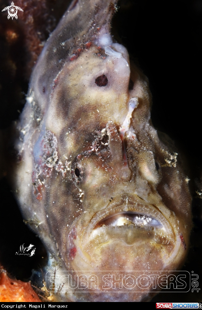 A Frogfish 
