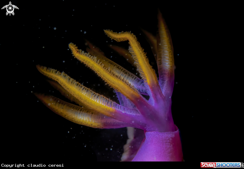 A hypselodoris bullockii 