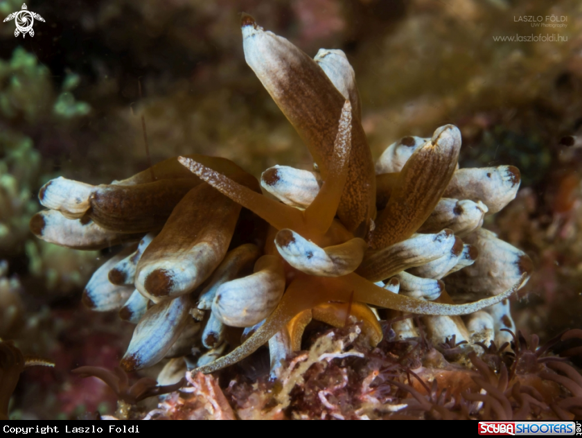 A Phyllodesmium kabiranum