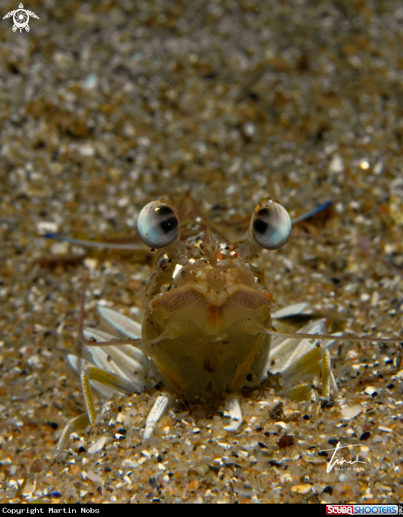 A Striped Prawn