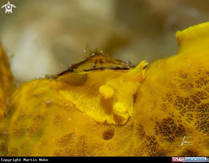 A Yellow umbrella slug