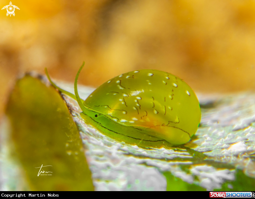 A Emerald nerite