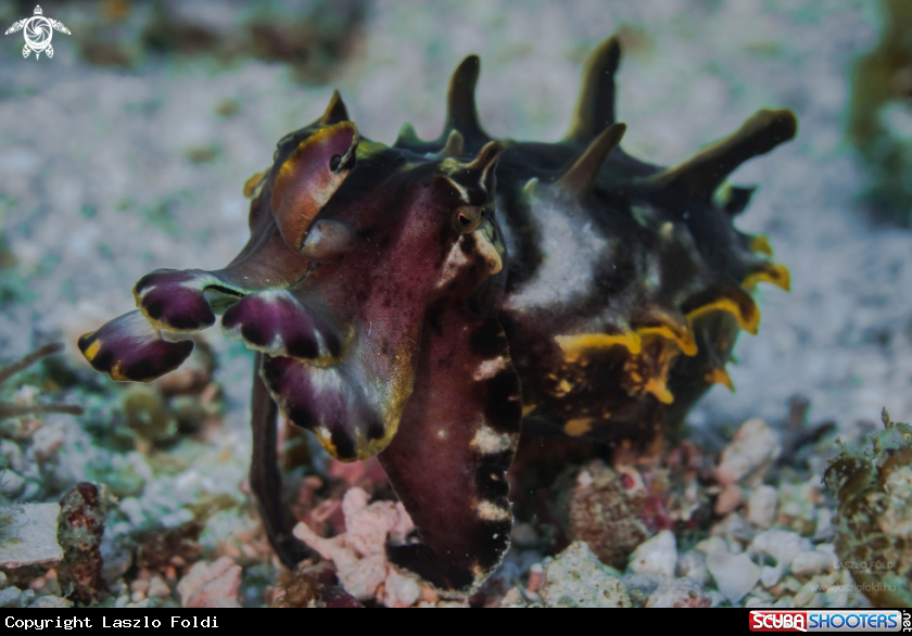 A Flamboyant Cuttlefish