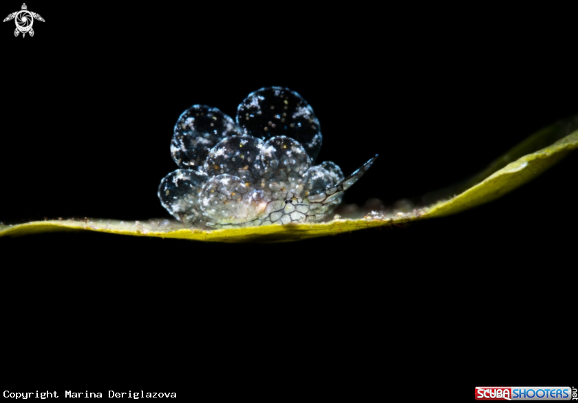 A Nudibranch