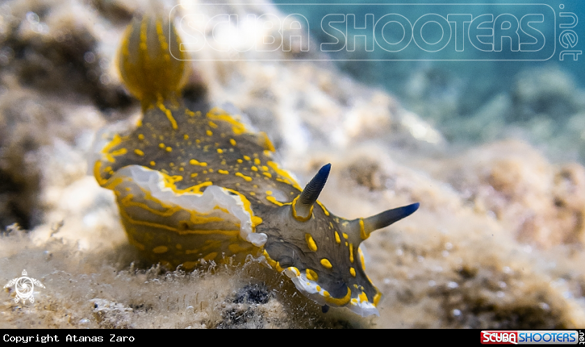 A Nudibranch