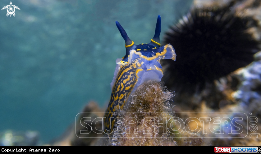 A Nudibranch