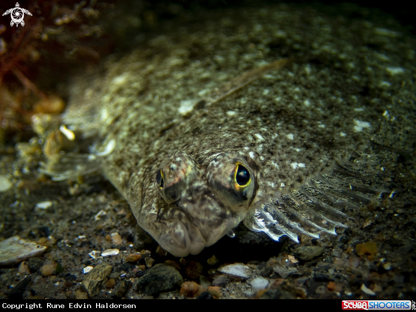 A Flounder