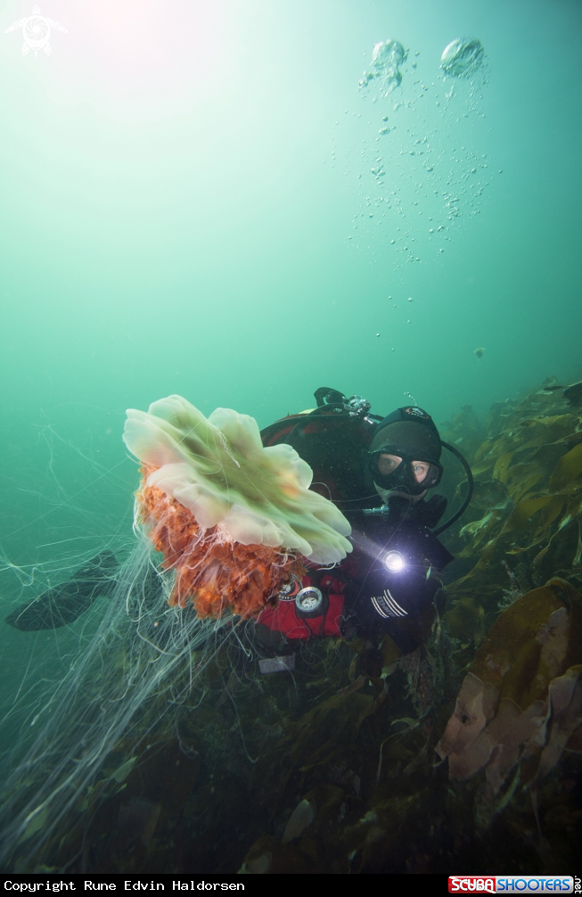 A Lions mane jelly