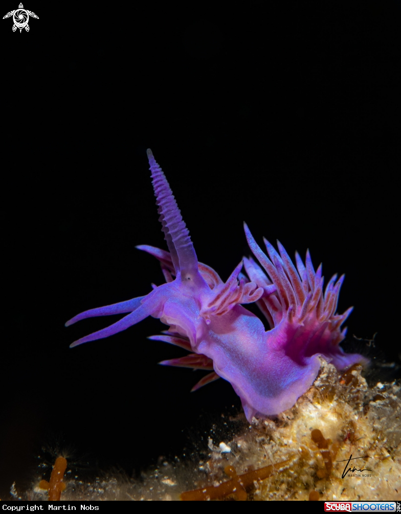 A Flabellina affinis