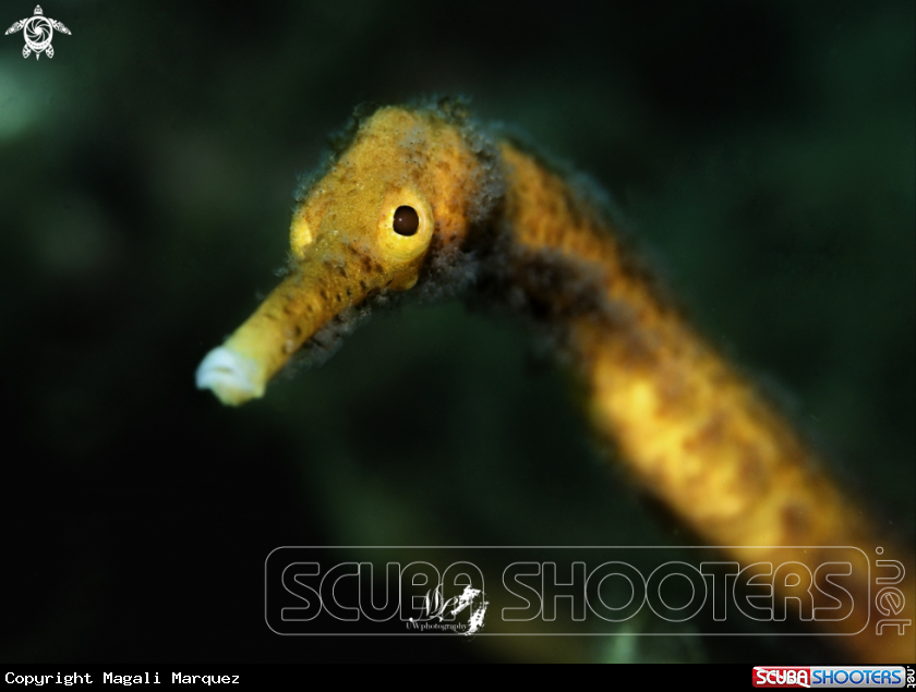A  Bentstick Pipefish