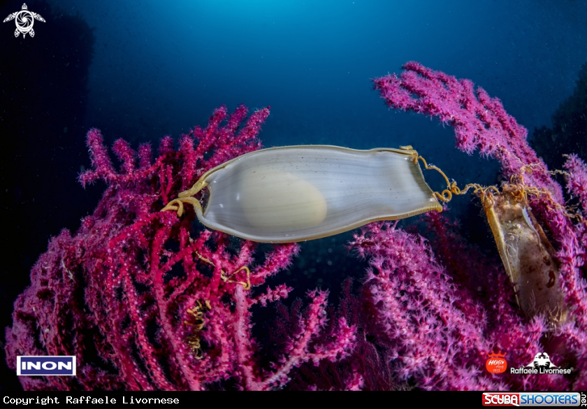 A Scyliorhinus canicula egg
