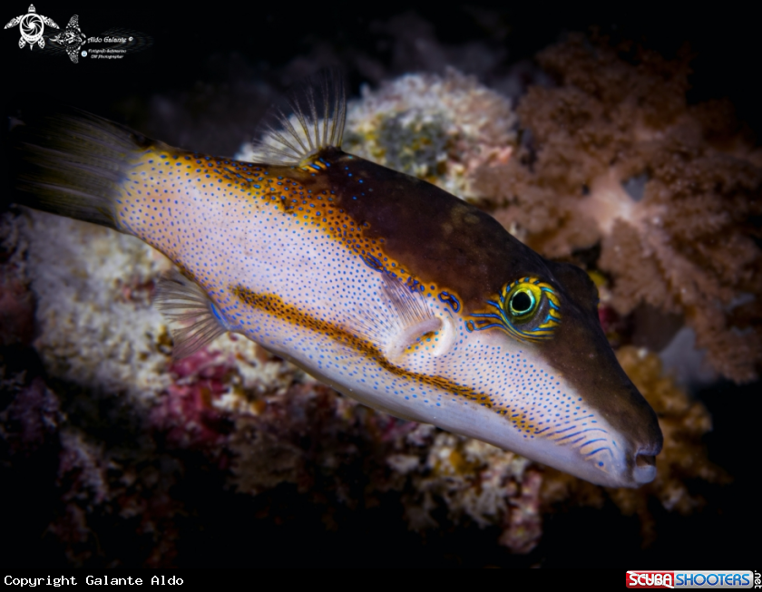 A Pufferfish