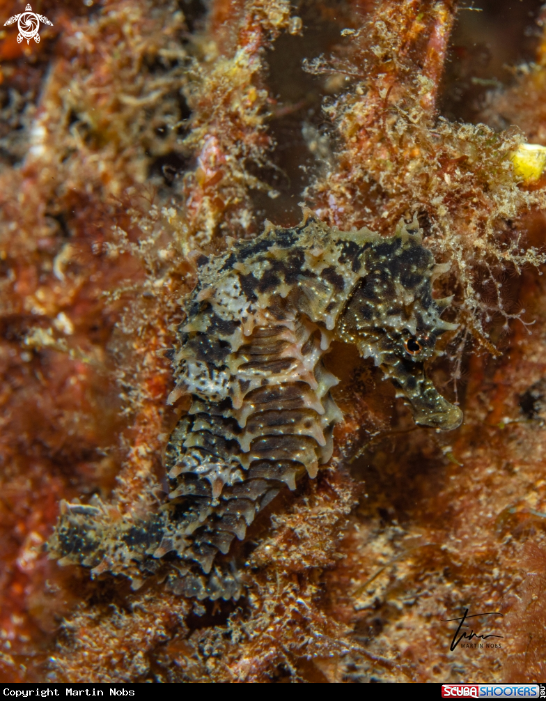 A Seahorse