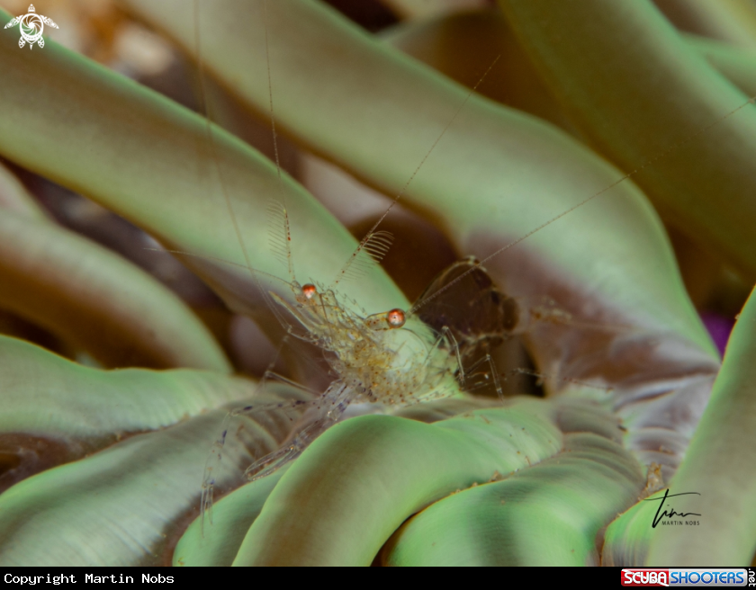 A Crystal Prawn