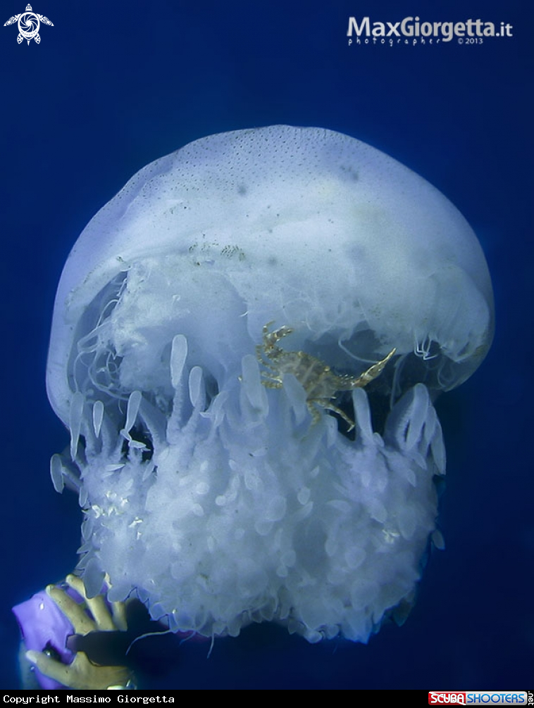A Jellyfish